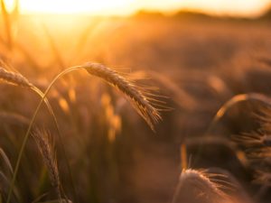 Wheat in sun